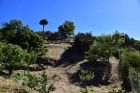 Avocado- und Mandelb�ume