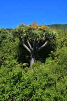 Drachenbaum