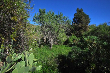 fruchtbarer und geschützter Garten