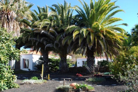 Beide H�ser unter Palmen