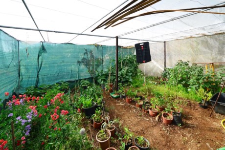 Halbbeschatteter Gemüsegarten