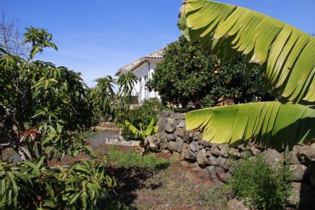 Bananen und Fruchtbäume