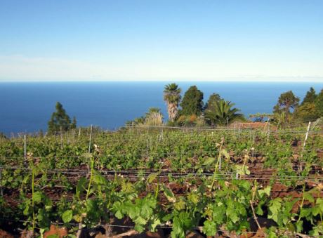 Hochprofessioneller Weinbau