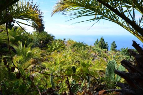 Baumschule mit ca. 500 kanarischen Dattelpalmen