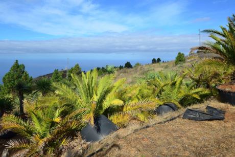 Baumschule mit ca. 500 kanarischen Dattelpalmen