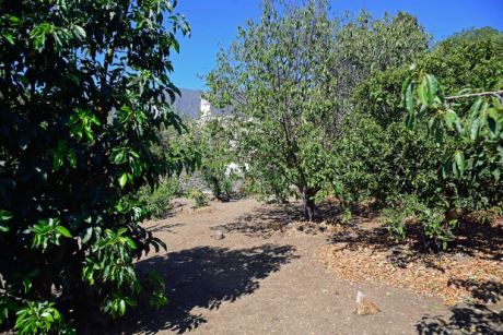 Gut tragende Fruchtbäume