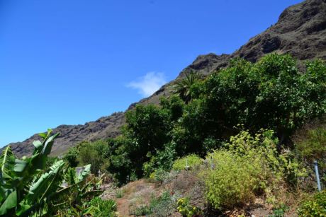 Subtropischer Garten