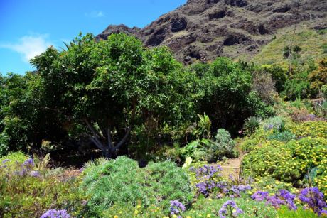 Subtropischer Garten