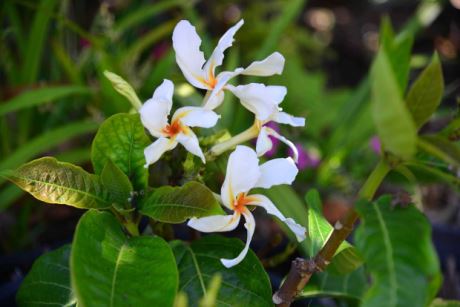 Subtropischer Garten