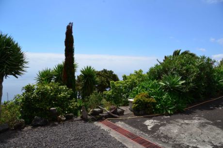 Subtropischer, alter Baumbestand