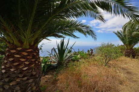 Kanarische Dattelpalmen