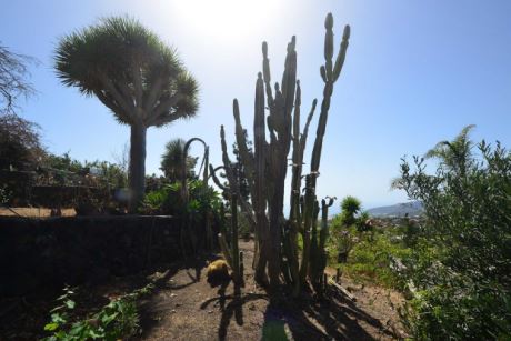 Gut eingewachsener und pflegeleichterGarten