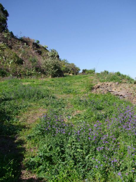 Gut terrassiertes Gel�nde