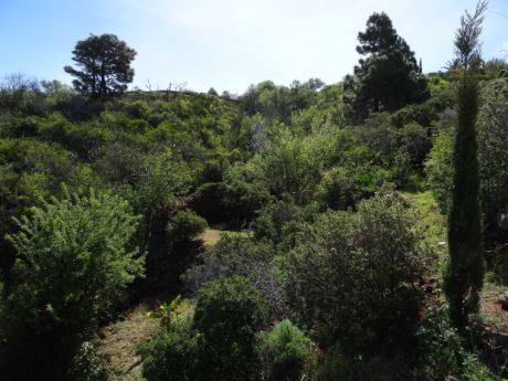 Natürlicher Bewuchs