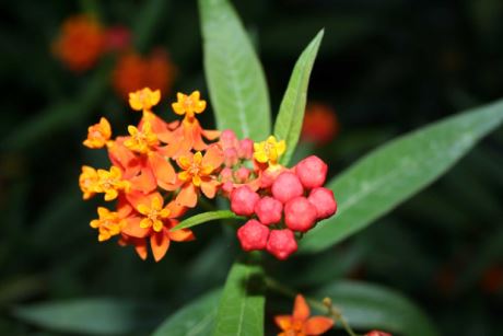 Asclepias Curassavica
