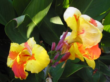 Canna Indica