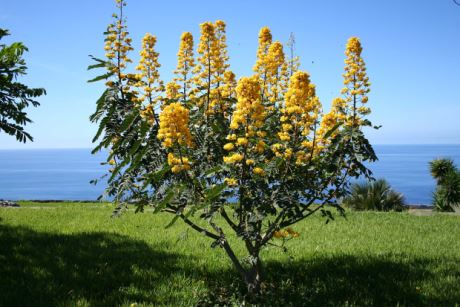 Cassia Alata