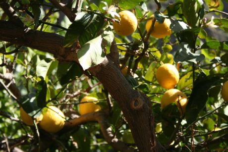 Citrus Limon