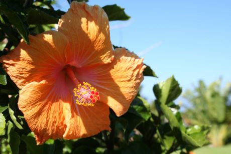 Hibiscum Rosa Sinensis