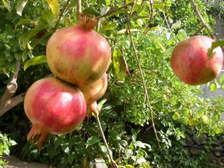 Punica Granatu (Granatapfel)