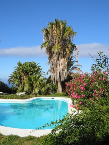 Washingtonia Robusta