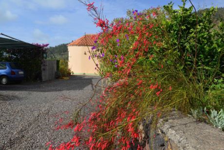 Eingewachsener Garten