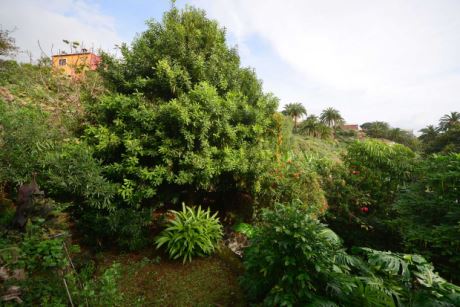 Alter Baumbestand, große Macadamia