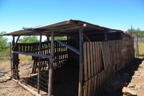 Pferde- oder Eselskoppel