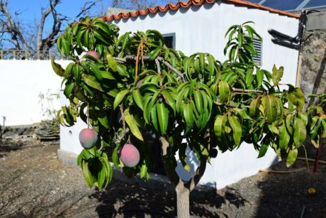 Obstgarten