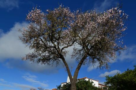 Gro�e Mandelb�ume