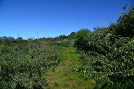 Weitl�ufiger Garten