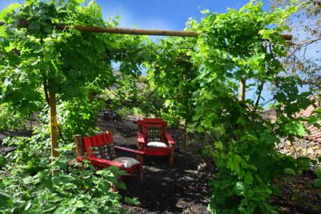 Sitzplatz unter Weinreben