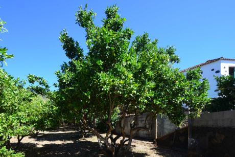 Garten Orangenb�ume