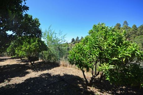 Garten Orangenb�ume