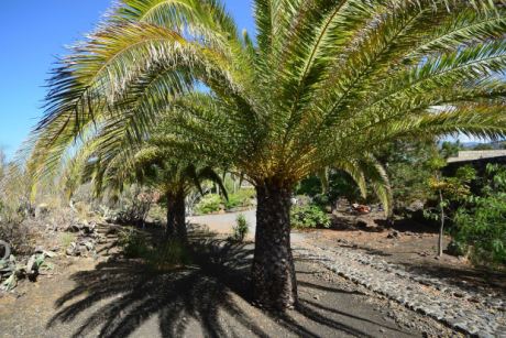 Großer Palmenbestand