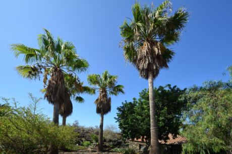 Großer Palmenbestand