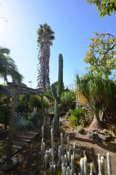 gro�er Kakteenbestand