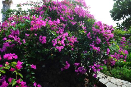 Sch�n eingewachsener Garten