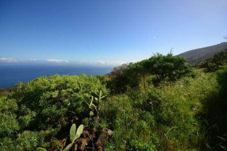 Eingewachsener Garten