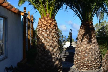 Gro�er Palmenbestand