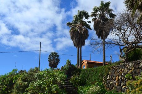 Guter Bestand an gro�en Palmen