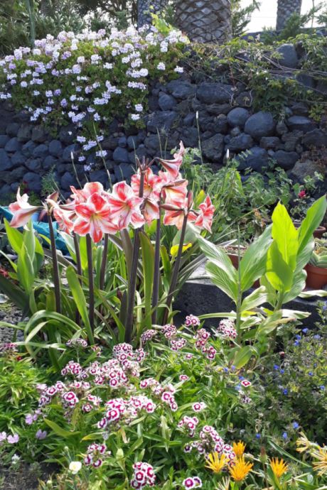 Bl�tenpracht auch im Winter