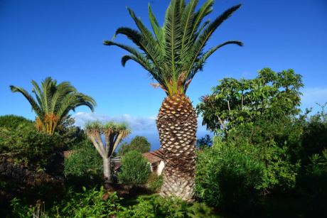 Alter Palmen- und Dragobestand