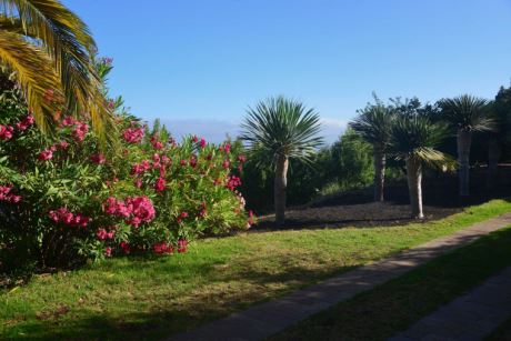 Oleander und Drachenb�ume