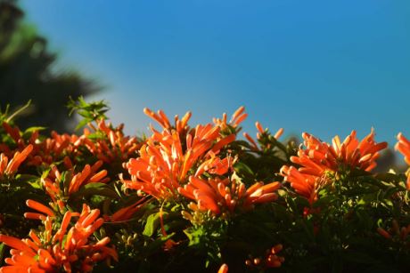 � tropischer Bl�tenpracht