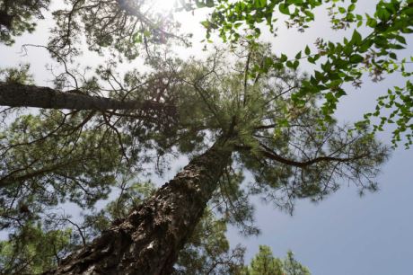 Mächtige Kiefern sorgen für herrlich frische Luft