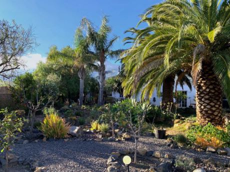 Großer Palmenbestand