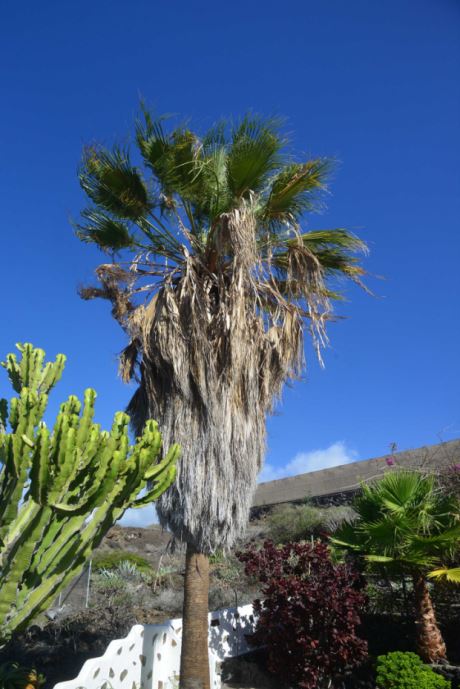 Alter Sukkulenten-, Baum- und Palmenbestand