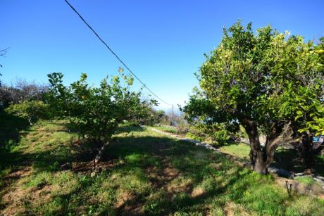 Sch�n eingewachsener Garten