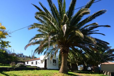 Von Palmen beschatteter Parkplatz